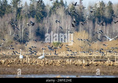 Ein Beispiel für die Mischüberwinterung von Wasservögeln (Anser fabalis) und Singschwan (Cygnus cygnus) auf landwirtschaftlichen Flächen (Maisfeldern) im Norden Stockfoto