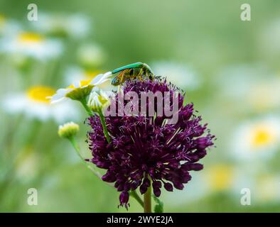 Lauchzwiebeln (Allium atroviolaceum) wachsen in Ablagerungen (trockene Steppe) der nördlichen Schwarzmeerregion und der Krim. Viele Nektarophagen und po Stockfoto