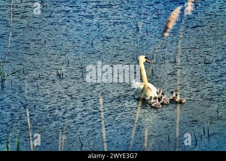 Eine Schwänenbrut auf einem Teich zwischen Feldern Stockfoto