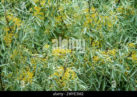 Russische Oliven (Elaeagnus angustifolia angustifolia) blühen an der Küste des Nordschwarzmeers, mit Vegetation bewachsener Düne. Krim aride Steppenzone. Goldener flo mit Honigduft Stockfoto