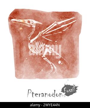 Fossil des Ptranodon-Dinosauriers im Fels. Aquarellfarben. Vektor . Stock Vektor