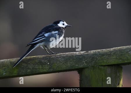 Nahaufnahme eines Rattenbachts, der auf einem Zaun sitzt Stockfoto