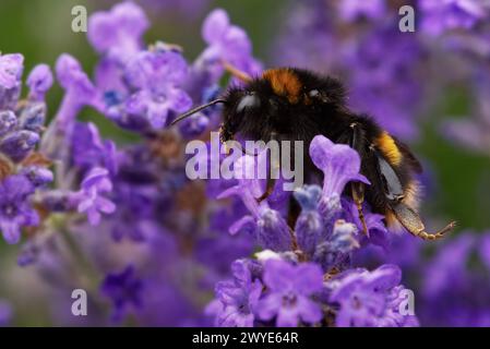 Biene sammelt Nektar von einer violetten Blume aus nächster Nähe Stockfoto