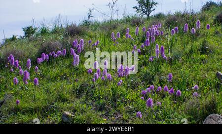 Blühende italienische Orchideen (Orchis italica) auf einem Hügel auf Zypern Stockfoto