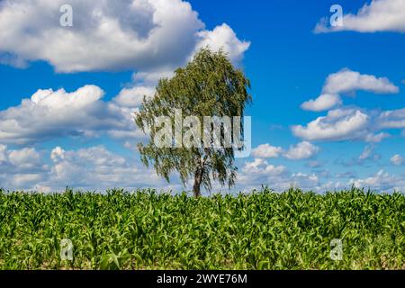 Einsame wunderschöne Birke inmitten eines Maisfeldes vor blauem Himmel an einem Sommertag Stockfoto