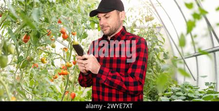 Der moderne Landwirt verwendet sein Smartphone, während er in einem Gewächshaus für landwirtschaftliche Biogemüse steht. Stockfoto