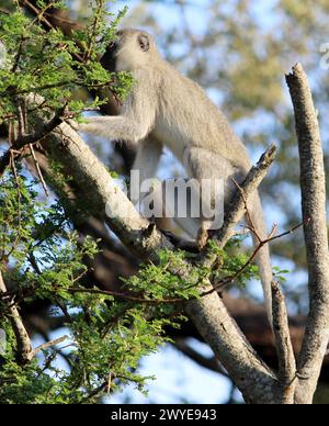 Weibliches Rotvetaffen (Chlorocebus pygerythrus) auf einem Baum : (Pixel Sanjiv Shukla) Stockfoto