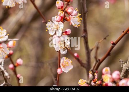 Biene auf einer Aprikosenblüte im Frühjahr. Hochwertige Fotos Stockfoto