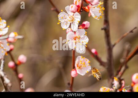 Blühende Blumen und viele rosa Knospen Aprikose auf einem verschwommenen blauen Himmel Hintergrund. Hochwertige Fotos Stockfoto
