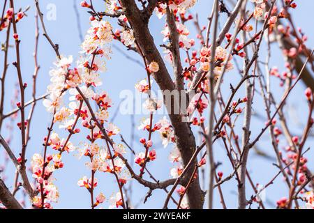 Frühlingsgrußkartenbanner blüht Aprikose und Biene, die an einem sonnigen Tag eine Blume am blauen Himmel bestäuben. Hochwertige Fotos Stockfoto