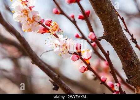 Aprikosenblüten mit weichem Fokus. Frühlingshafte weiße Blüten auf einem Baumzweig. Aprikosenbaum in Blüte. Frühling, Jahreszeiten, weiße Blüten von Aprikosenbäumen Stockfoto