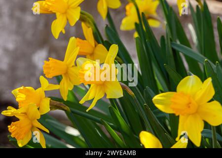 Gelbe holländische Narzissen Blumen schließen oben niedrigen Blickwinkel mit blauem Himmel Hintergrund. Hochwertige Fotos Stockfoto