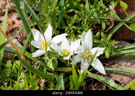 Ornithogalum umbellatum Blütenblätter Farbe weiß rot gelb blau kleine Pflanze Vision Detailansicht Detail Nahaufnahme. Hochwertige Fotos Stockfoto