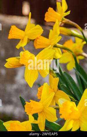 BILD mit vielen Blumen, genannt gelbe Narzissen, die wir nur im Frühling sehen. Hochwertige Fotos Stockfoto