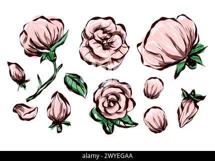 Vintage-Rosenblüten auf weißem Hintergrund. Florale Sammlung von Cartoon Vektor detailliert Hand gezeichnete Rosen. Vektorabbildung. Stock Vektor