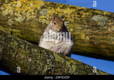 London, Großbritannien. November 2021. Ein graues Eichhörnchen in einem Londoner Park. Quelle: Vuk Valcic/Alamy Stockfoto