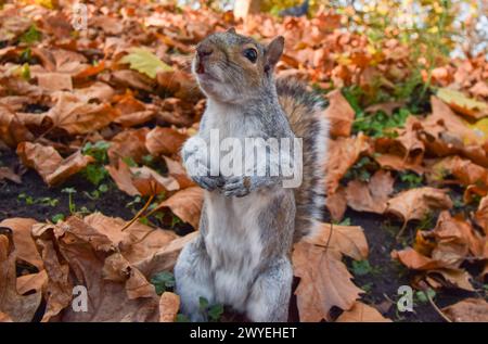 London, Großbritannien. November 2021. Ein graues Eichhörnchen jagt im Herbst zwischen gefallenen Blättern. Quelle: Vuk Valcic/Alamy Stockfoto