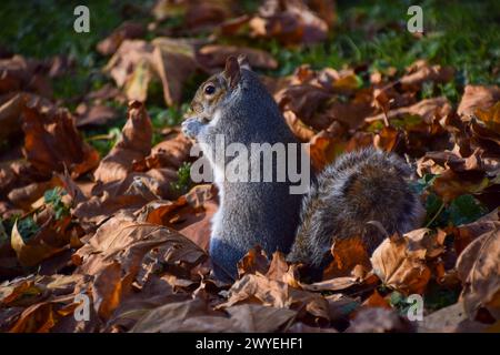 London, Großbritannien. November 2021. Ein graues Eichhörnchen jagt im Herbst zwischen gefallenen Blättern. Quelle: Vuk Valcic/Alamy Stockfoto