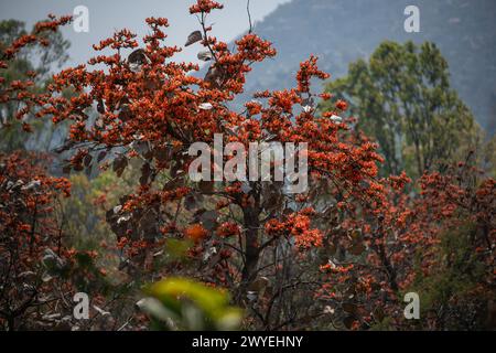 Viele volksliterarische Ausdrücke beschreiben Palash als Waldfeuer. Die Schönheit der trockenen Laubwälder von Jharkhand Stockfoto