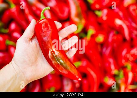 Die Hand hält große rote Paprika über eine Unschärfe von Paprika Stockfoto