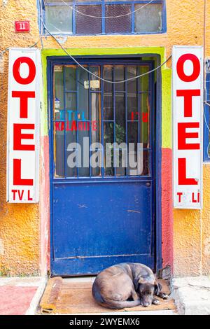 Ein helles einfaches Hotel in Istanbul mit einem schlafenden Hund im Eingang Stockfoto