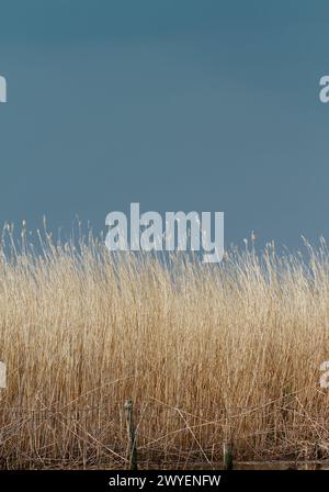 Feuchtgebiet Reedbed im Winter von Most Common Reed, Phragmites australis, Stanpit Marsh, Großbritannien Stockfoto