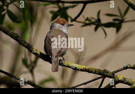 Weiblicher Schwarzkappenvogel, Sylvia atricapilla mit markanter brauner Kastanienmütze auf Einem Flechtenzweig, New Forest UK Stockfoto