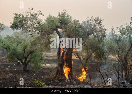Waldbrände in der Präfektur Evros in Nordgriechenland, der größte Brand aller Zeiten in Europa am 23. August 2023 Stockfoto