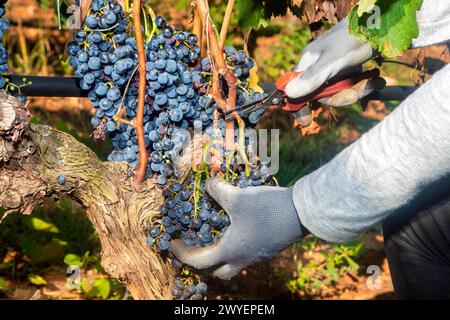 Nahaufnahme der Hände des Arbeiters, die während der Weinlese rote Trauben von Reben schneiden. Trauben bereit für die Ernte. Landwirtschaftliche Traubenfarm Stockfoto