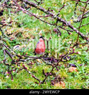 Dundee, Tayside, Schottland, Großbritannien. April 2024. Wetter in Großbritannien: Das Wetter im April zeigt einen prächtigen Bullfinch Vogel, der auf Obstbäumen sitzt und an einem düsteren Frühlingnachmittag in Dundee, Schottland, die Knospen isst. Quelle: Dundee Photographics/Alamy Live News Stockfoto