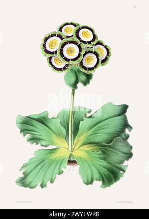 Vintage Blume Illustration. Buchillustration aus dem 19. Jahrhundert: Exquisite Aquarelldarstellung zart blühender Blumen. Stockfoto