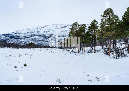 Winterlandschaft im Abisko-Nationalpark, Abisko, Schweden Stockfoto