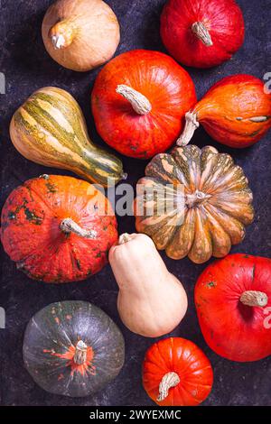 Аutumn landwirtschaftliches Stillleben mit cucurbita-Früchten, flacher Lage, Blick von oben, eine Auswahl an Farben und Größen Stockfoto