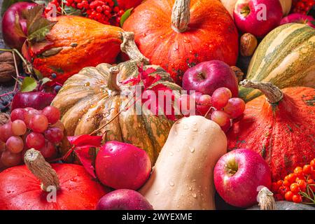 Аutumn landwirtschaftliche Stillleben aus der Ernte von Obst und Gemüse, selektiver Fokus, flache Lage, Draufsicht Stockfoto