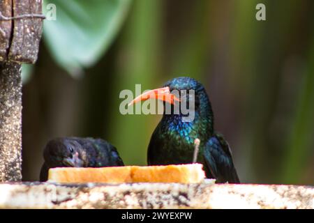 Kopfansicht eines grünen Wiedehns, Phoeniculus purpureus, mit einem Jungen, bei einem Vogelfutterhäuschen in einem Vorstadtgarten in Johannesburg, Südafrika. Stockfoto