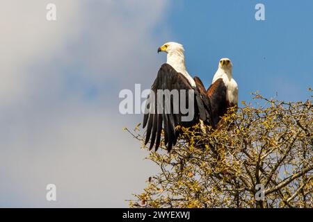 Zwei afrikanische Fischadler sitzen auf einer Baumspitze, einer mit ausgebreiteten Flügeln, vor einem hellblauen Himmel, im Kruger-Nationalpark in Südafrika. Stockfoto