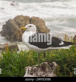 Eine Schwarzmöwe, Larus Vetula, auch bekannt als kapmöwe, entlang der felsigen Tsitsikamma-Küste Südafrikas. Stockfoto