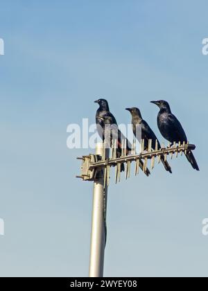 Onychognathus morio, eine kleine Schar rothflügeliger Starlinge, die auf einer Luft vor dem blassblauen Himmel auf der Garden Route in Südafrika thront. Stockfoto