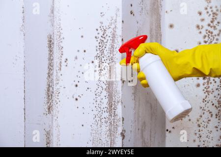 Reinigung der Wand mit einem Sprühgerät von Flecken von giftigem Schimmel und Pilzbakterien. Konzept zur Beseitigung des Problems des Schimmelpilzes im Innenbereich auf der W. Stockfoto