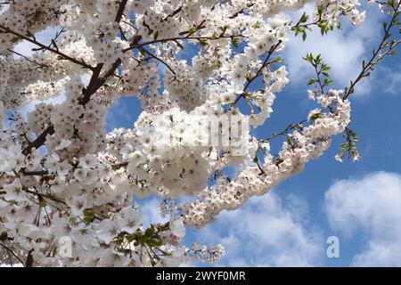 Bradford Birnenblüten und Himmel Stockfoto