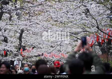 Tokio, Japan. April 2024. Am Samstag, den 6. April 2024, schlendern die Menschen im Ueno Park in Tokio entlang der Kirschblüten. Foto: Keizo Mori/UPI Credit: UPI/Alamy Live News Stockfoto