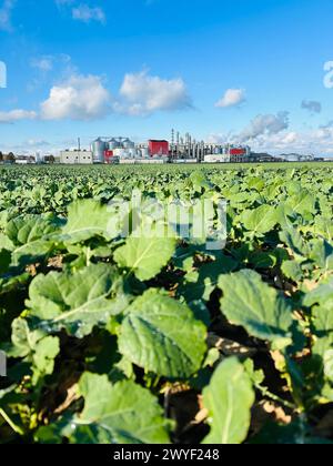 Blick auf Methanol- und Ethanolfabrik. Polnischer Hersteller von Bioethanol und Ethanol aus Maiskorn. Das Produktionswerk befindet sich in der Nähe von Nysa in Stockfoto