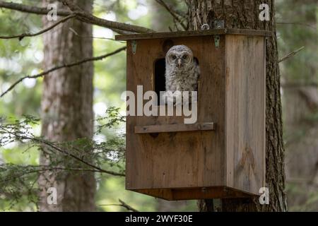 Eine Eulenkuppe steht in der Öffnung des Eulenkastens in einem Hinterhof-Wald in der Nähe von Halifax, Nova Scotia, Kanada. Stockfoto