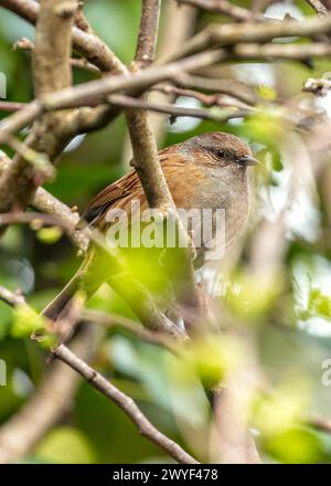 Kleiner brauner Dunnock mit gesprenkelter Brust, sucht nach Nahrung zwischen den Büschen im Father Collins Park, Dublin. Stockfoto