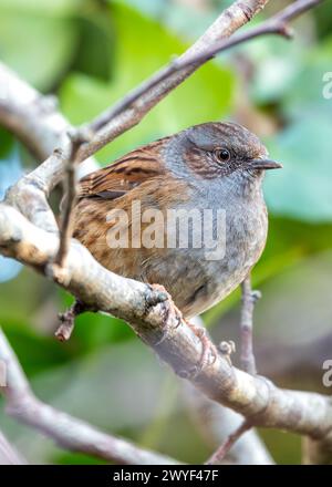 Kleiner brauner Dunnock mit gesprenkelter Brust, sucht nach Nahrung zwischen den Büschen im Father Collins Park, Dublin. Stockfoto