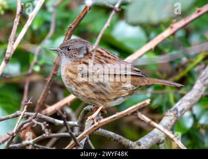 Kleiner brauner Dunnock mit gesprenkelter Brust, sucht nach Nahrung zwischen den Büschen im Father Collins Park, Dublin. Stockfoto