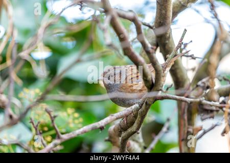 Kleiner brauner Dunnock mit gesprenkelter Brust, sucht nach Nahrung zwischen den Büschen im Father Collins Park, Dublin. Stockfoto