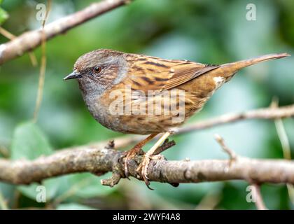 Kleiner brauner Dunnock mit gesprenkelter Brust, sucht nach Nahrung zwischen den Büschen im Father Collins Park, Dublin. Stockfoto