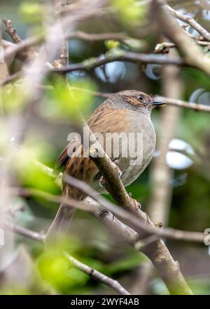 Kleiner brauner Dunnock mit gesprenkelter Brust, sucht nach Nahrung zwischen den Büschen im Father Collins Park, Dublin. Stockfoto