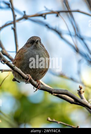 Kleiner brauner Dunnock mit gesprenkelter Brust, sucht nach Nahrung zwischen den Büschen im Father Collins Park, Dublin. Stockfoto